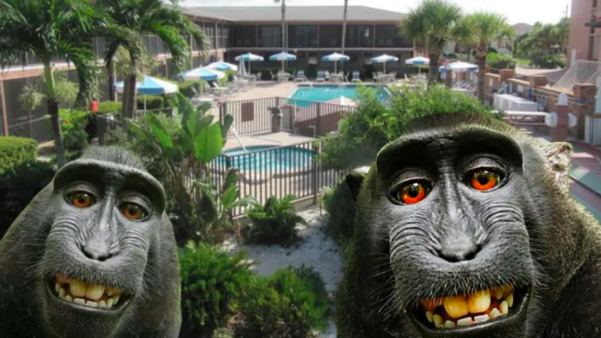Florida timeshare company accused of monkey business by British zoo owner
